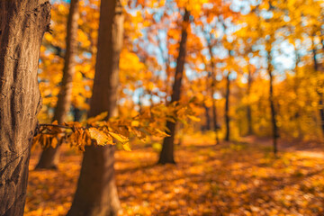 Closeup orange yellow leaf with blurred forest landscape background. Idyllic golden outdoor park plants. Autumn leaves nature. Seasonal colors idyllic hiking recreational freedom concept. Fall concept