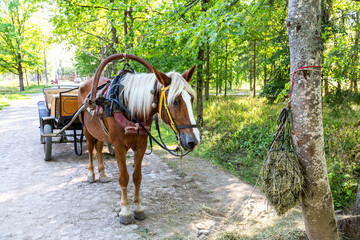 Horse harnessed to a stroller stands in a city park