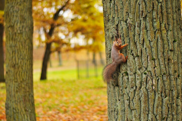 A beautiful red squirrel with a fluffy tail climbs a tree in an autumn park