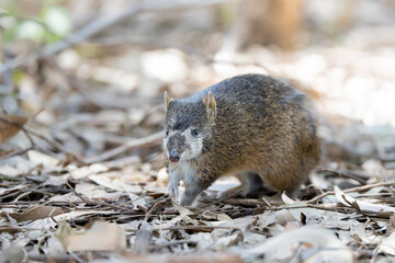 White faced cute australian bandicoot, close up shot 
