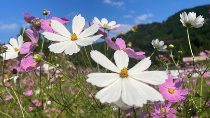 flowers in the field
cosmos 
blue sky 
blue
sky
green 
flower 
park
local 