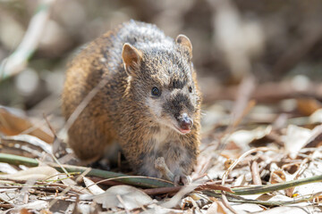 Australian Bandicoot close up shot with his sticking out his tongue