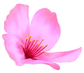 Fototapeta na wymiar Watercolor cherry blossom. Spring sakura flower illustration.