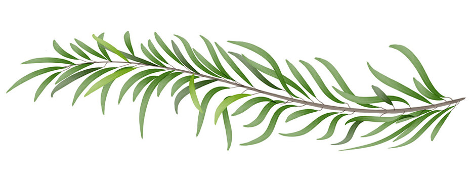 Watercolor green curved branch with leaves. Element for wedding invitations, greeting cards. Transparent PNG clipart