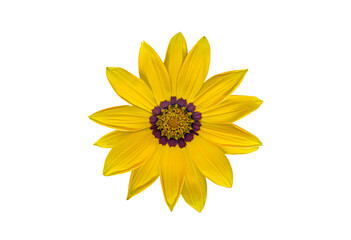 Yellow Treasure Flower blossom, isolated on white background