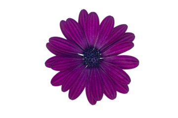 Purple Cape Marguerite (African Daisy) blossom, isolated on white background