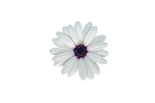 White Cape Marguerite (African Daisy) blossom, isolated on white background - Powered by Adobe