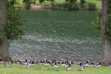 sheep lamb goose water pound