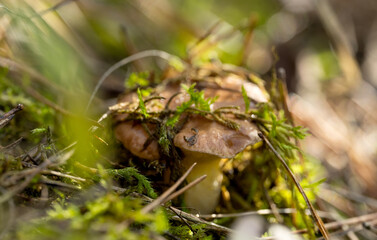 Mushrooms in a pine forest in autumn