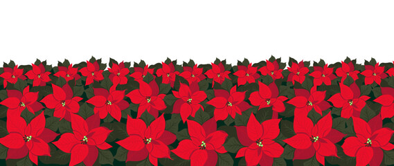 Christmas Floral background. Red Poinsettia Flower. A traditional poinsettia plant. Christmas Star. Hand drawn vector illustration.