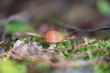 Mushrooms in a pine forest in autumn