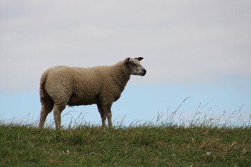 Fototapeta premium sheep and lambs