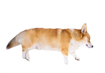 Corgi dog lies