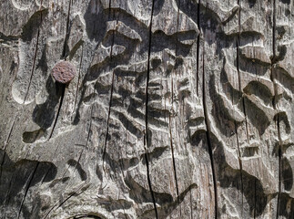 An old wooden board eaten away by bark beetle larvae