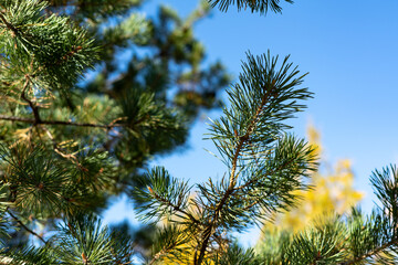 Pine branches on a blue sky background close-up. A coniferous tree in an autumn park or forest