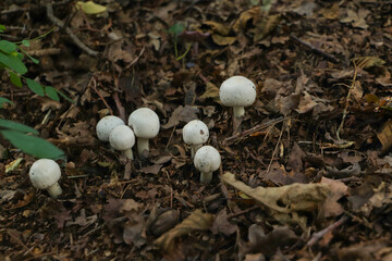 Champignon mushrooms along the hiking trail 