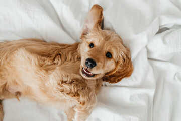 Cute playful doggy or pet Cocker Spaniel puppy dog on white bed. Funny moments of a dog