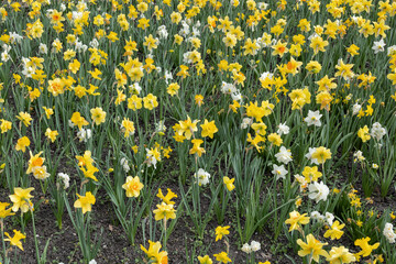 Narcissus Daffodil Flowers Field