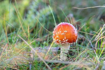 Fly agaric (Amanita muscaria), a mushroom out of a fairy tale that  might find in the forest
