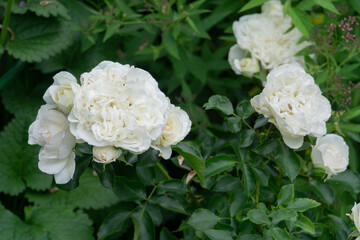 White rose bush in the garden