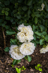 Obraz na płótnie Canvas White rose bush in the garden