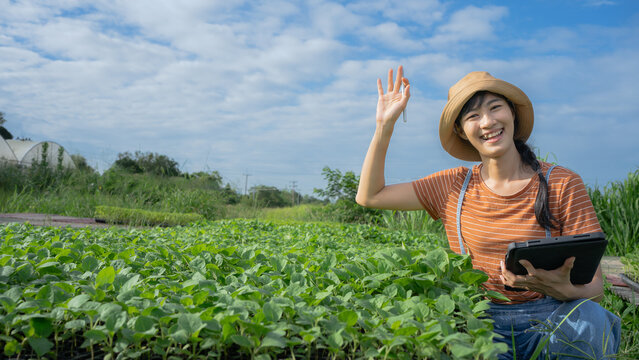 Young Asian woman farmer working in organic hydroponic salad vegetable farm. Modern vegetable garden owner using digital tablet inspect quality of lettuce in greenhouse garden.Agribusiness owner.