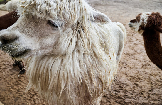 Hairy funny white alpaca face close-up portrait