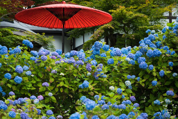 紫陽花と赤い和傘