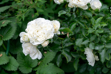Obraz na płótnie Canvas White rose bush in the garden