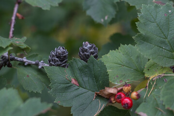 lake Baikal Siberia in autumn and summer