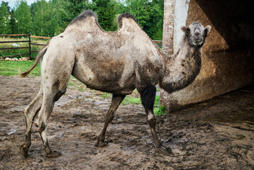 A dirty camel walking in a pen on a farm