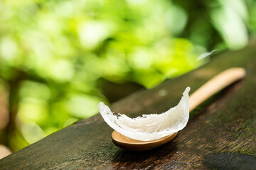 Bird's nest or Edible bird’s nests on nature background.