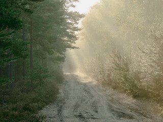 Mglisty poranek w sosnowym lesie. Gruntowa droga wśród drzew, nad którą unosi się opar mgły...