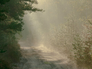 Mglisty poranek w sosnowym lesie. Gruntowa droga wśród drzew, nad którą unosi się opar mgły oświetlany promieniami wschodzącego słońca. - obrazy, fototapety, plakaty