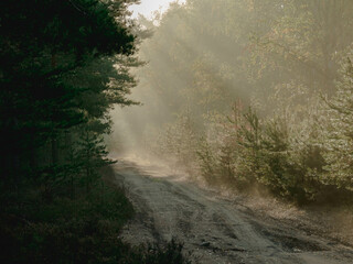 Mglisty poranek w sosnowym lesie. Gruntowa droga wśród drzew, nad którą unosi się opar mgły oświetlany promieniami wschodzącego słońca. - obrazy, fototapety, plakaty