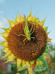 Pasikonik zielony siedzący na przekwitającym kwiecie  słonecznika.