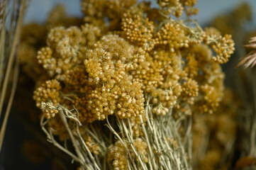 Sensual delicate yellow beige background: delicate dry flower