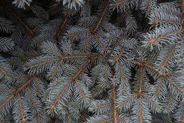 Naklejka na ściany i meble Blue spruce. Needles and branches of blue spruce close-up. Texture