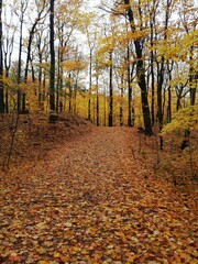 Naklejka premium Autumn leaves forest