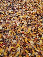 Autumn leaves