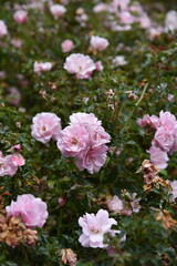 Rose hip bushes