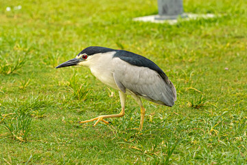 Naklejka premium Side view portrait of Black-crowned Night-Heron wildlife bird
