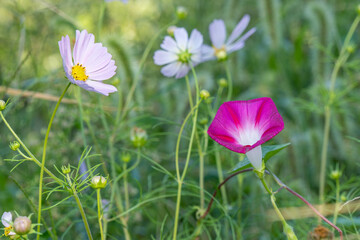 野原のアサガオとコスモス