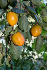 秋の味覚の美味しい柿