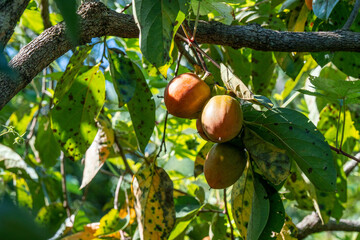 秋の味覚の美味しい柿