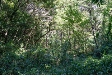 木漏れ日の深い森