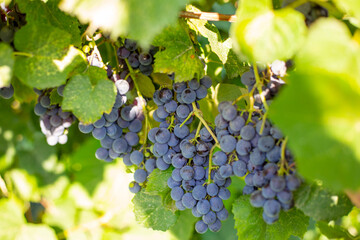 Bunches of black grapes on the vine. Harvest of grapes in the vineyard