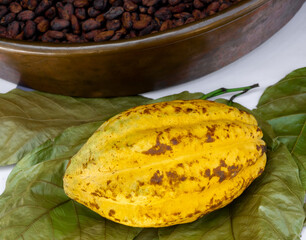 A Yellow cocoa fruit on green leaves near cacao seed heap preparing to make chocolate. Close-up cocoa pods and raw materials of aromatic natural cocoa beans.