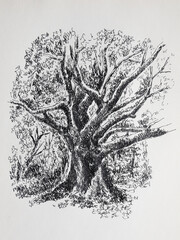 Old tree - illustration. Detailed drawing of a large tree with many branches, drawn by a liner.