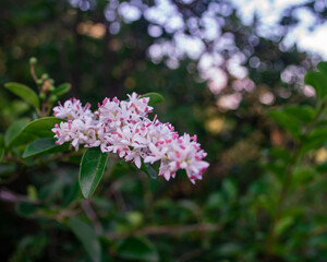 flores blancas con lila